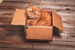 How to Make a Long Distance Move with Cats