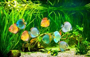 How to Move Tropical Fish Long Distance